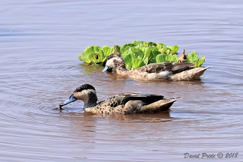 Hottentot Teal