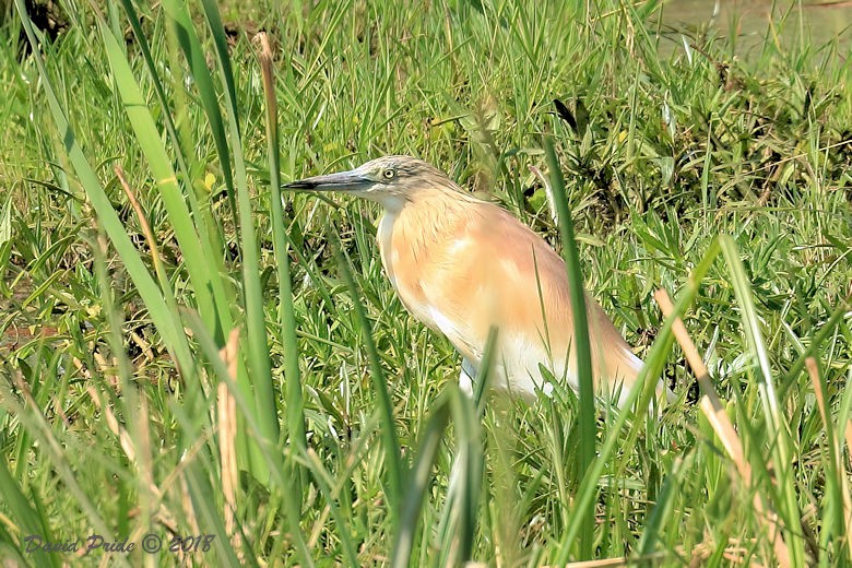 Squacco Heron