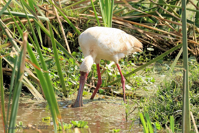 African Spoonbill