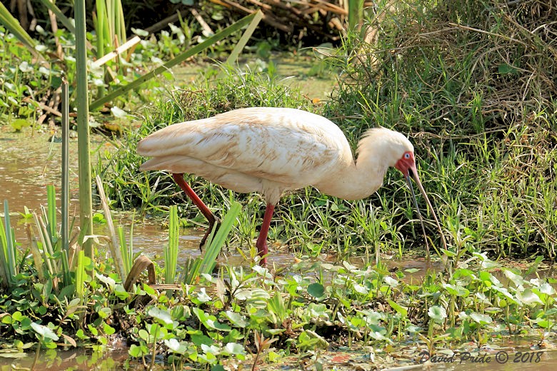 African Spoonbill