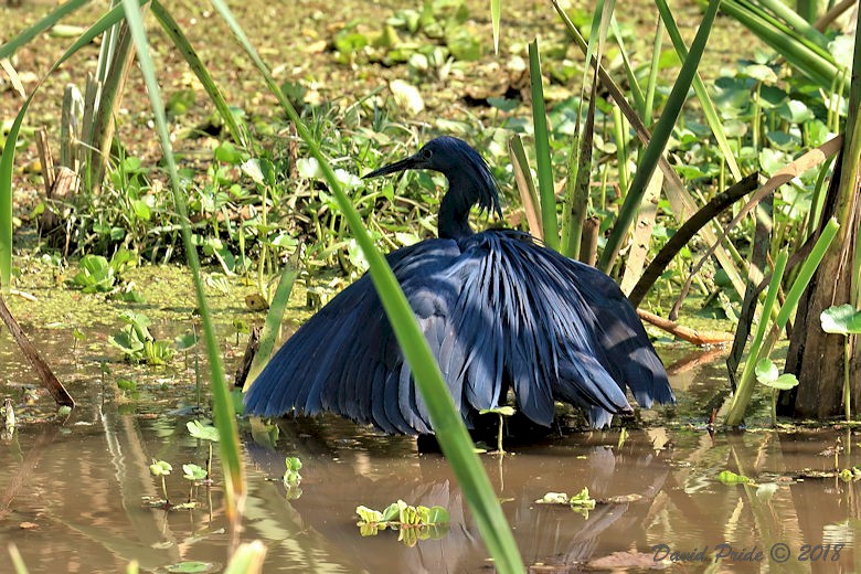 Black Heron