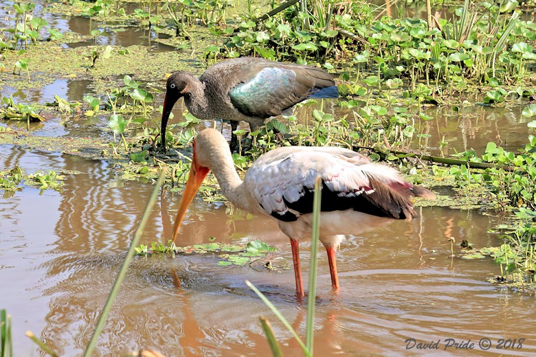 Glossy Ibis and Yellow-billed Stork