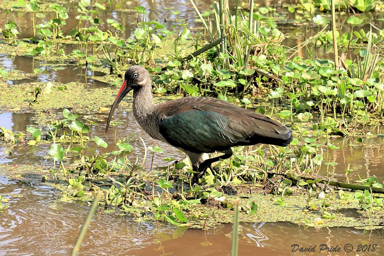 Glossy Ibis