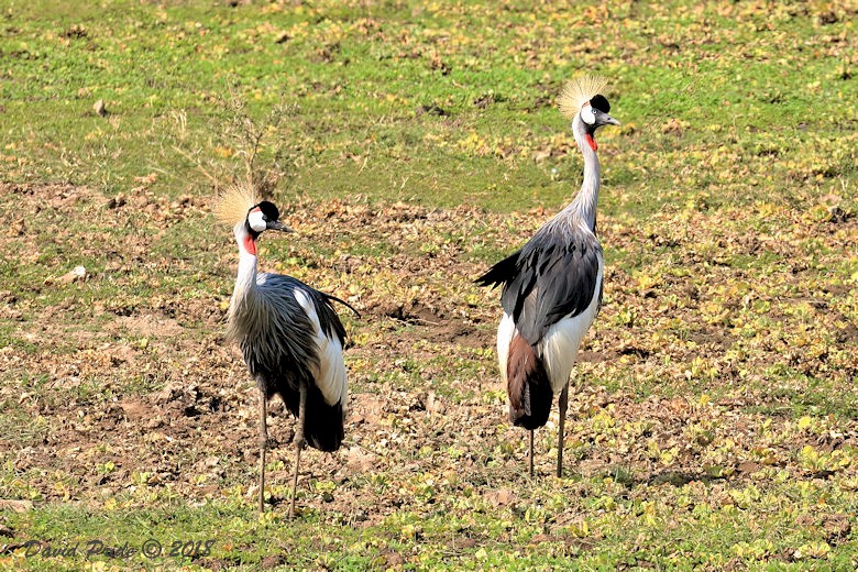 Grey Crowned Crane