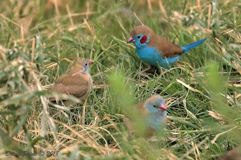 Red-cheeked Cordon-bleu