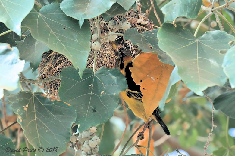 Baglafecht Weaver