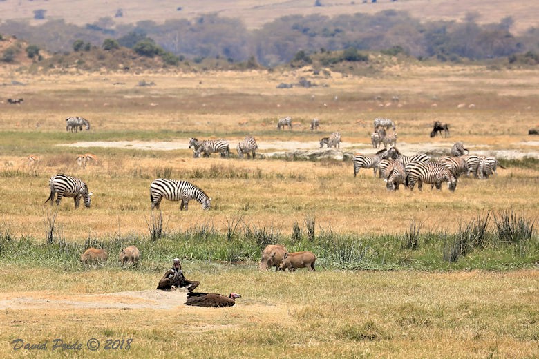 Ngorongoro Crater