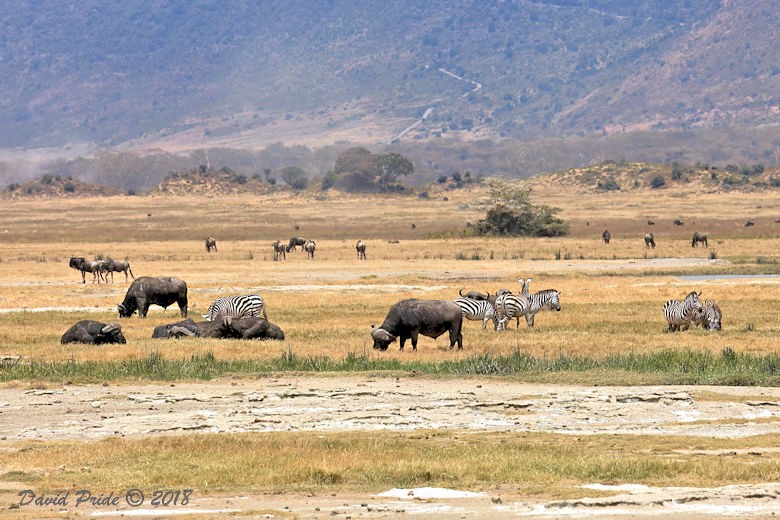 Ngorongoro Crater