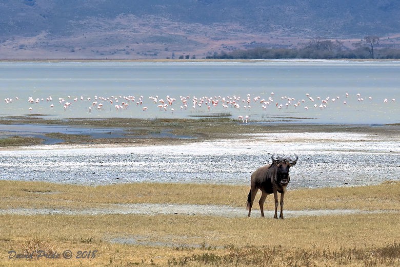 Ngorongoro Crater