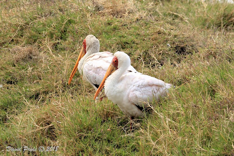 Yellow-billed Stork