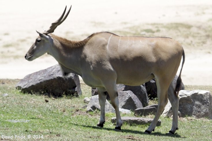 Common Eland