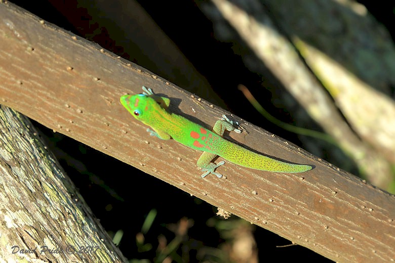 Gold Dust Gecko