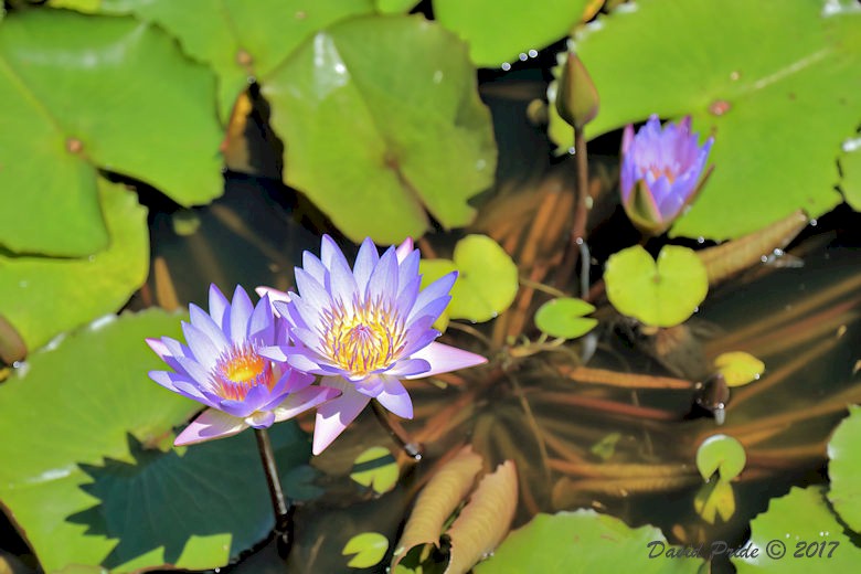 Dole Plantation Garden