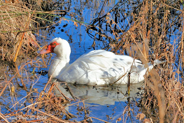 Muscovy Duck