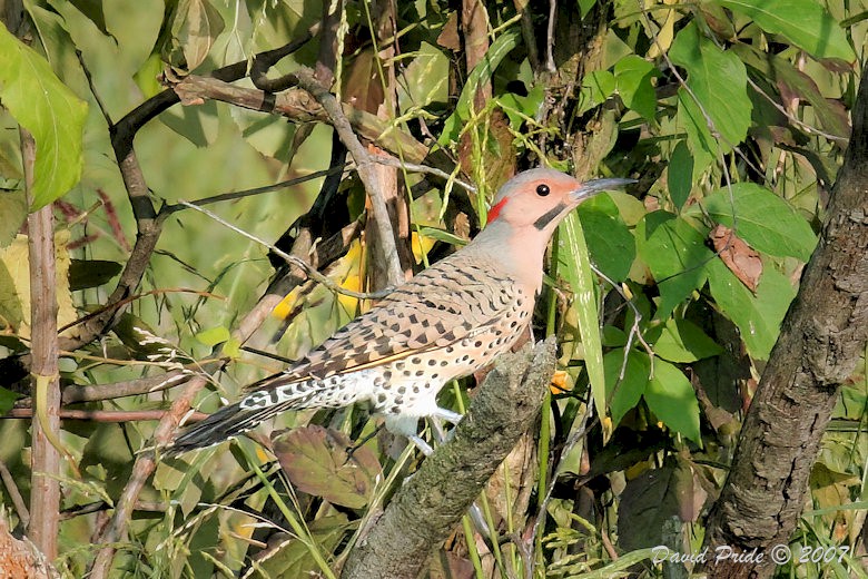 Northern Flicker