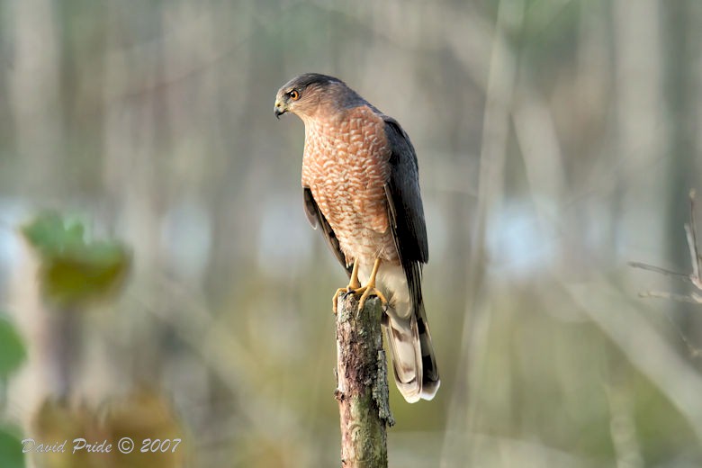 Cooper's Hawk