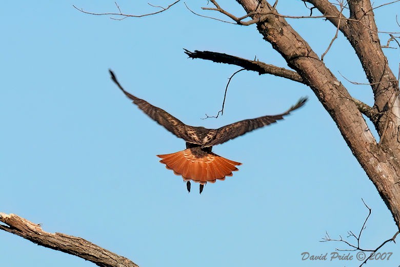 Red-tailed  Hawk