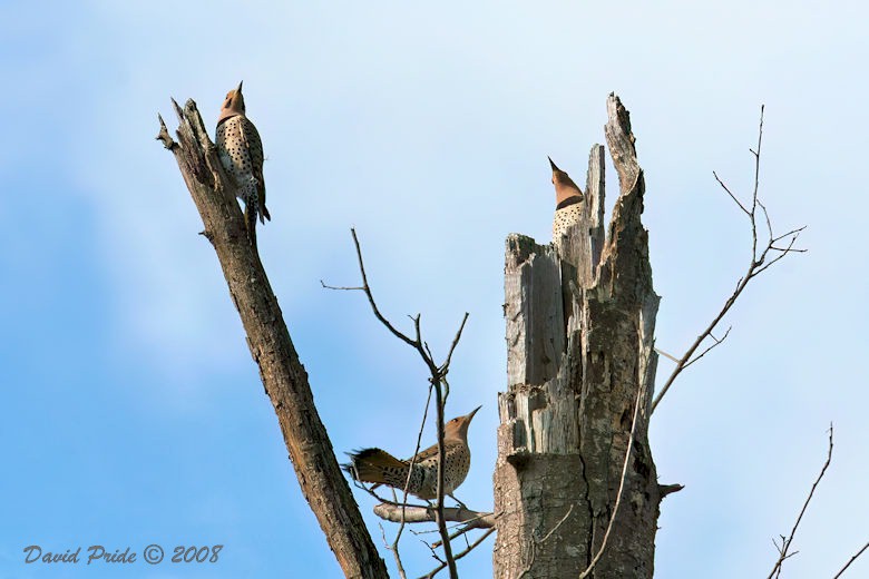 Northern Flicker