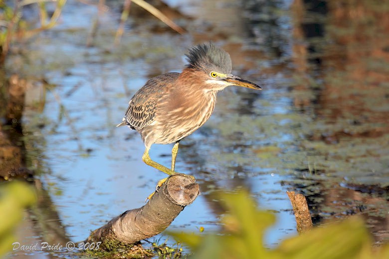 Green Heron