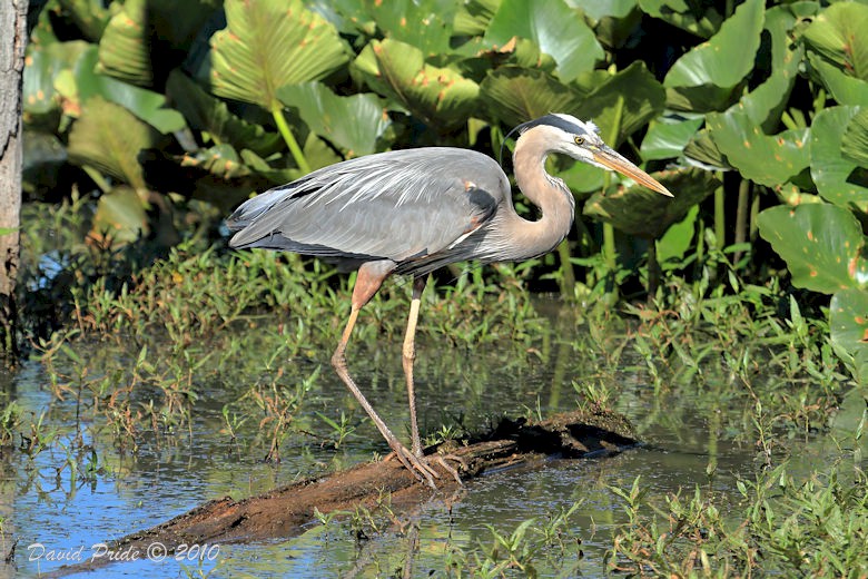 Great Blue Heron